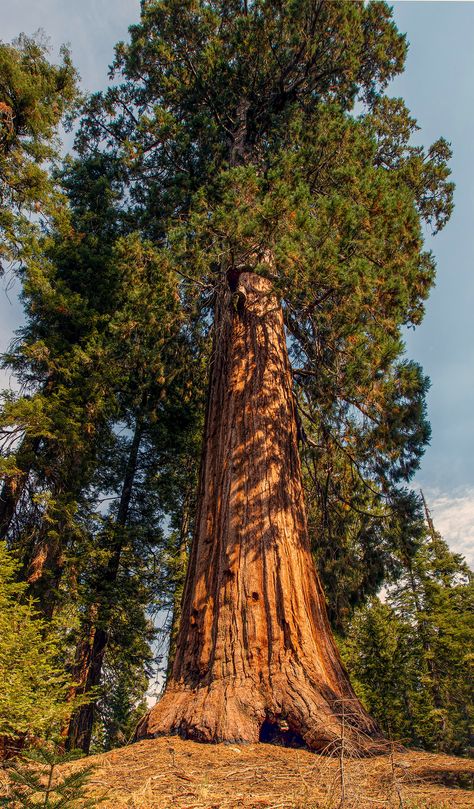 The General Sherman Tree - hdrcreme Biggest Tree In The World, Prop Concept, General Sherman Tree, General Sherman, Art For Walls, Picture Tree, Acacia Tree, Redwood Tree, Art Nouveau Art