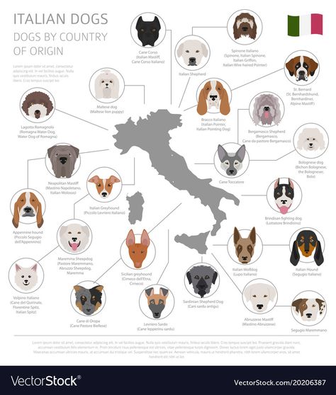 Italian Dog Breeds, Dog Types, Italian Dogs, Cane Corso Dog, Corso Dog, Italian Heritage, Cute Dog Pictures, Infographic Template, Dog Years