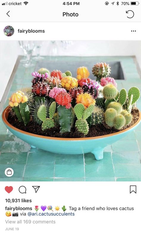 Cactus Bowl, Mini Cactus Garden, Indoor Cactus Plants, Cactus Arrangement, Indoor Cactus, Mini Cactus, Succulent Terrarium, Welcome To The Jungle, Cactus Garden