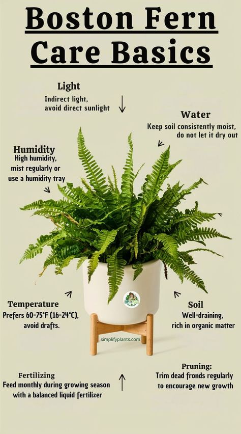 "Boston fern, indoor plants, fern care, houseplant care, plant care tips, 
gardening tips, plant maintenance, indoor gardening, ferns, plant care 
guide, plant care routine, plant care advice, houseplant care tips, caring 
for ferns, indoor plant care, plant care essentials." Fern Care Indoor, Boston Fern Care, Indoor Plants Pet Friendly, Indoor Cactus Plants, Fern Care, Indoor Ferns, Ferns Care, Diy Garden Fountains, Boston Fern