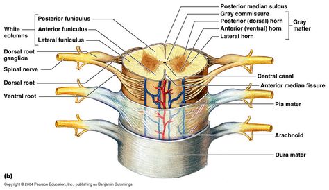 The spinal cord is enclosed in three fibrous layers called the meninges. From superficial to deep, they include: the dura mater, arachnoid mater, and pia mater. The dura mater forms a dural sheath, a tough collagenous membrane around the cord. The arachnoid mater consists of a simple squamous epithelium adhering to the inside of the dura. The subarachnoid space is filled with CSF. The pia mater is a delicate, transparent membrane that closely lines the spinal cord. Spinal Nerves Anatomy, Study Pharmacy, Spinal Cord Anatomy, Dorsal Root Ganglion, Nerve Anatomy, Gross Anatomy, Medical School Life, Spinal Nerve, Medical Training