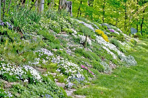 Garden Hillside, Landscaping A Slope, Landscaping On A Hill, Sloped Yard, Hillside Garden, Sloped Backyard, Hillside Landscaping, Garden On A Hill, Sloped Garden