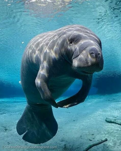 Manatee.   Florida Sea Cow, Water Creatures, Beautiful Sea Creatures, Water Animals, Manatees, Underwater Life, Marine Mammals, Marine Biology, Ocean Creatures