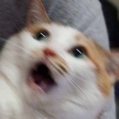 *catto panic* Gatto Carino, Image Chat, Funny Cat Memes, Reaction Images, Cat Aesthetic, Reaction Memes, Reaction Pics, Baby Cats, Animal Memes