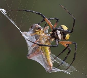 Spiders and Webs – Why Don't They Get Stuck? Recluse Spider Bite, Brown Recluse Spider Bite, Spider Facts, Hobo Spider, Spider Fact, Spider Insect, Brown Recluse Spider, Jungian Archetypes, Spider Venom