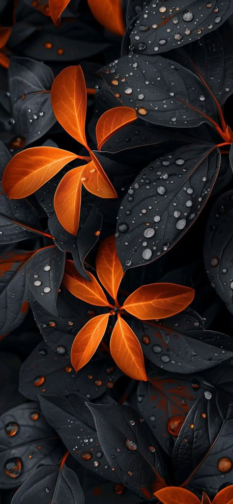 Digital Art Background, Wallpaper Iphone Roses, Iphone Wallpaper Blur, Wallpapers Nature, Unique Iphone Wallpaper, Iphone Wallpaper Lights, Iphone Wallpaper Stills, Beautiful Wallpapers For Iphone, Orange Leaves