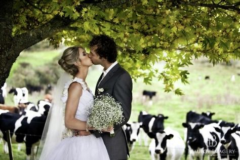 Classic Kiwi wedding at Treetops Lodge & Estate, Horohoro, Rotorua, New Zealand...such a cute picture with the cows looking on in the background - A true Kiwi Classic :-) Cow Wedding Photos, Rotorua New Zealand, Cow Pictures, Country Theme, Romantic Holiday, Picnic Wedding, Cute Picture, Wedding Board, Wedding Pics