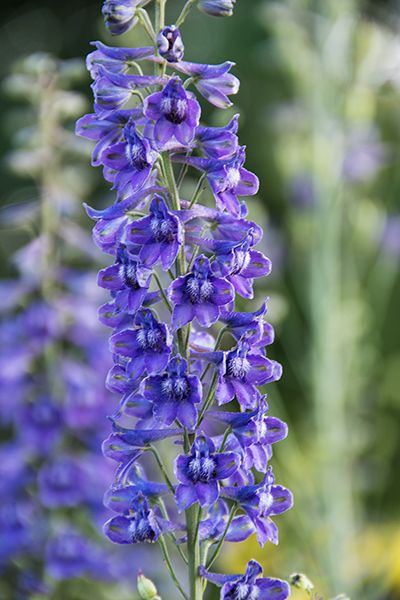 Delphinium Garden, Woodland Yard, Larkspur Delphinium, Garden Wonderland, Prairie Nursery, Blue Larkspur, Blue Plumbago, Trout Lily, Deer Resistant Perennials