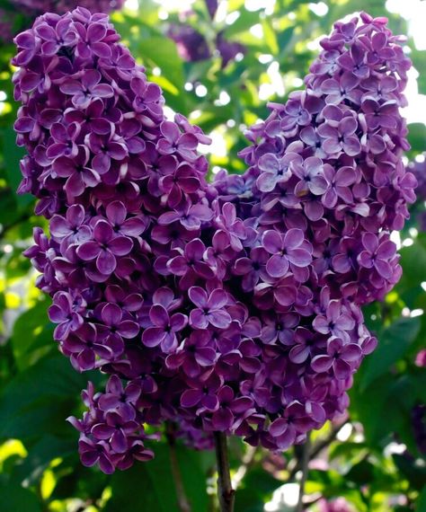 Purple Lilacs Flowers, Common Lilac, Heart Shaped Leaves, Syringa Vulgaris, Lilac Bushes, Lilac Blossom, Cascading Flowers, Lovely Places, Flowers Bloom