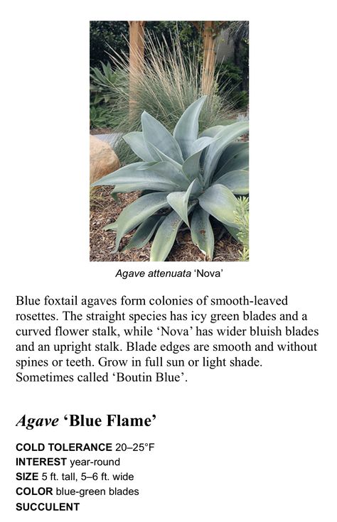 Agave ‘Nova’ Agave Benefits, Blue Nova, Agave Attenuata, Blue Agave, Agaves, Blue Flames, Light Shades, Blue Green, Benefits