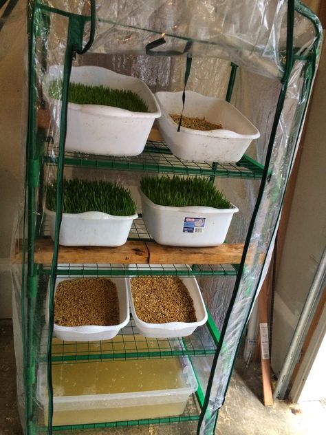 Fodder System Diy, Growing Sprouts For Chickens, Grow Sprouts For Chickens, Sprouts For Chickens, Growing Fodder, Growing Fodder For Chickens, Chicken Fodder Diy How To Grow, What Can You Sprout For Chickens, Fodder For Chickens