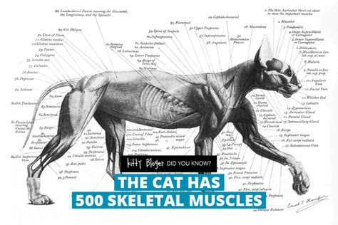 Fact: The cat has 500 skeletal muscles Cats Anatomy, Anatomy Muscles, Feline Anatomy, Cat Anatomy, Cat Reference, Animal Study, Super Cat, Anatomy Drawing, Sphynx Cat