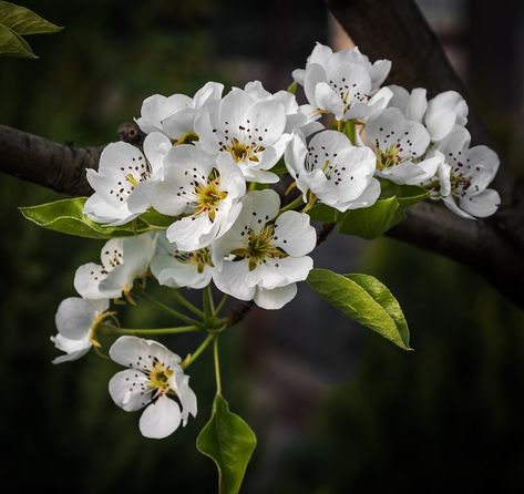 White Ash Tree, Blue Point Juniper, Flowering Pear Tree, Emerald Green Arborvitae, Weeping Cherry Tree, Pear Blossom, Natural Ecosystem, Pear Trees, Pear Tree