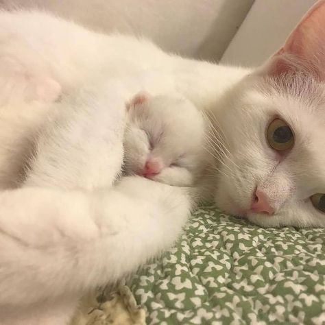 No One Wants To Adopt This Shelter Cat,Why ? Söt Katt, Mom Cat, Awesome Animals, Mama Cat, Cute Cat Gif, White Cats, Cute Kittens, Beautiful Cats, 귀여운 동물