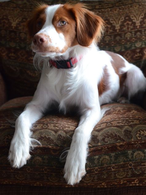 Brittany Spaniel! My family had one when I was growing up and his name was Dan. Great pheasant hunter and he had so much energy! Britney Spaniel, French Brittany, Brittany Spaniel Dogs, Aesthetic Dogs, Dog Patch, Brittany Spaniel, Bird Dogs, Charles Darwin, Spaniel Dog