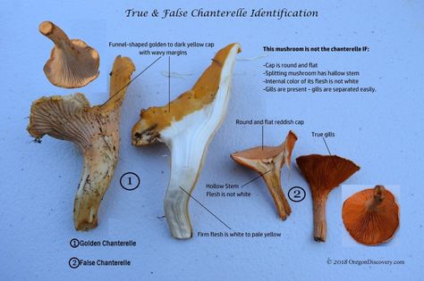 Pacific Golden Chanterelle - Oregon State Mushroom - Oregon Discovery Golden Chanterelle, Mushroom Foraging, Yellow Mushroom, Foraged Food, Wild Ginger, Golden Yellow Color, State Of Oregon, Wild Blueberries, Wild Food