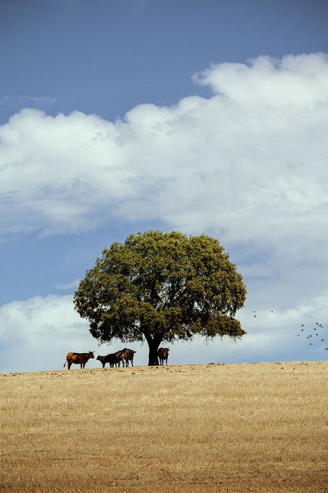 Photos: Portugal's Beautiful Alentejo Region Has It All - via Condé Nast Traveler 07.03.2015 | Written by Guy Trebay, Photographed by Matthieu Salvaing | Photo: Cows grazing in a field on the way from Crato to Arraiolos. Portuguese Countryside, Green Pastures Photography, Portugal Scenery, Portugal Forest, Rural Areas Photography, Rural Portugal, Cows Grazing, Village Photos, Wine Tourism