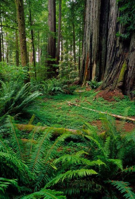 Incredible Star Wars filming locations around the world: in pictures Star Wars Endor Forest, Endor Star Wars, Endor Forest, Forest Moon Of Endor, Jedediah Smith Redwoods State Park, Star Wars Endor, Ewoks Star Wars, Redwood National And State Parks, Speeder Bike