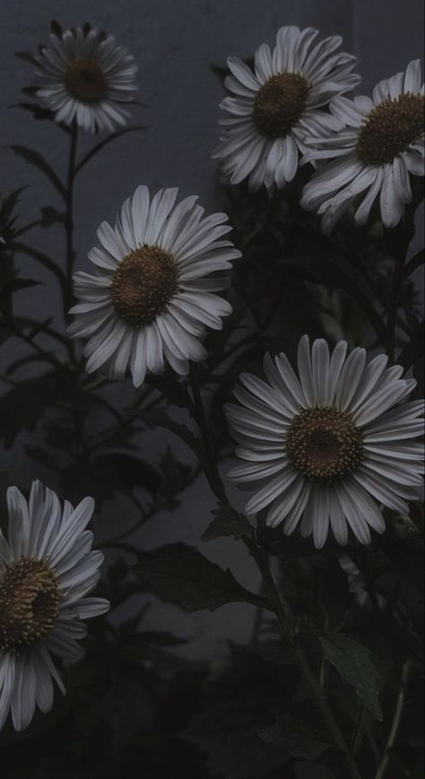 Dark Daisy Aesthetic, Daisy Darker Book Aesthetic, Vintage Daisy Aesthetic Wallpaper, Daisy Darker Aesthetic, Black Daisy Wallpaper, Dark Boho Wallpaper, Daisy Flower Aesthetic Vintage, Papillon Aesthetic, Daisy Wallpaper Aesthetic