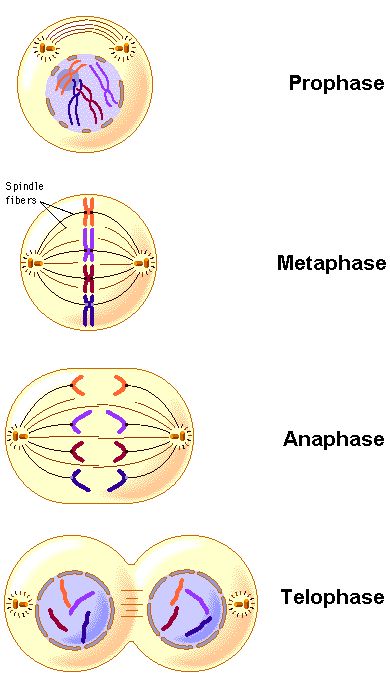 Cell Division Project, Cell Cycle Project, Cell Division Notes, Mitosis Cell Division, Stages Of Mitosis, Video Call With Boyfriend Prank, Biology Jokes, Biology Projects, Biology Worksheet