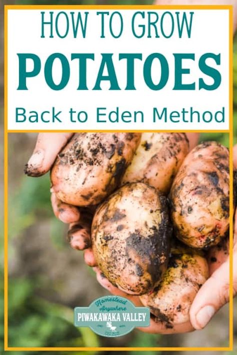 Growing potatoes using the back to Eden method of gardening is by far the easiest way to get a good crop of potatoes for beginner gardeners. Follow this step by step guide to growing a good crop of spuds in your vegetable garden this season #piwakawakavalley Back To Eden Gardening, Harvesting Potatoes, Back To Eden, Grow Potatoes, How To Store Potatoes, Wood Mulch, Organic Vegetable Garden, Permaculture Design, Gardening Techniques