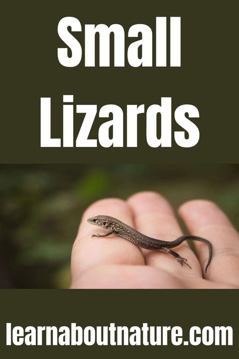 Small Lizards Anole Lizards, Lizard Pet, Nature Website, Small Lizard, Small Lizards, Land Animals, About Nature, Lizards, Reptiles