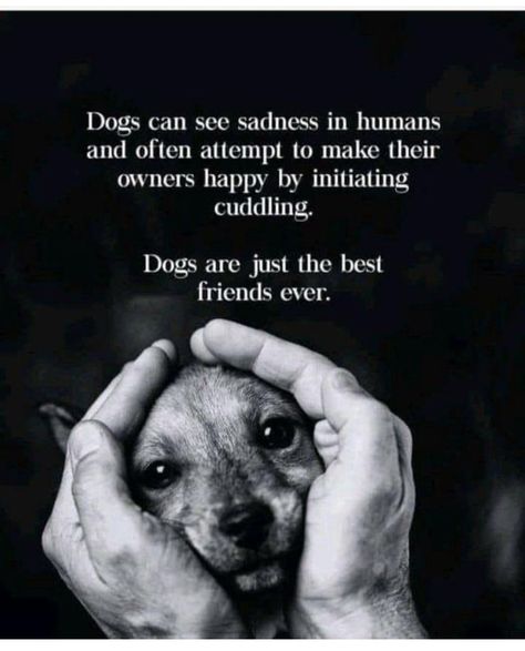 Dog Poems, Dog Quotes Love, Dog Heaven, Animal Quotes, Dog Quotes, Beautiful Dogs, Cute Funny Animals, Animals Friends, Dog Life