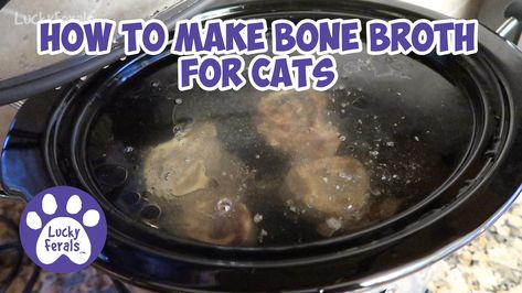 How To Make Bone Broth For Cats * Bone Broth Recipe Bone Broth For Cats, Boil Whole Chicken, Make Bone Broth, Making Bone Broth, Homemade Cat Food, Homemade Bone Broth, Bone Broth Recipe, Beef Bone Broth, Chicken Bones