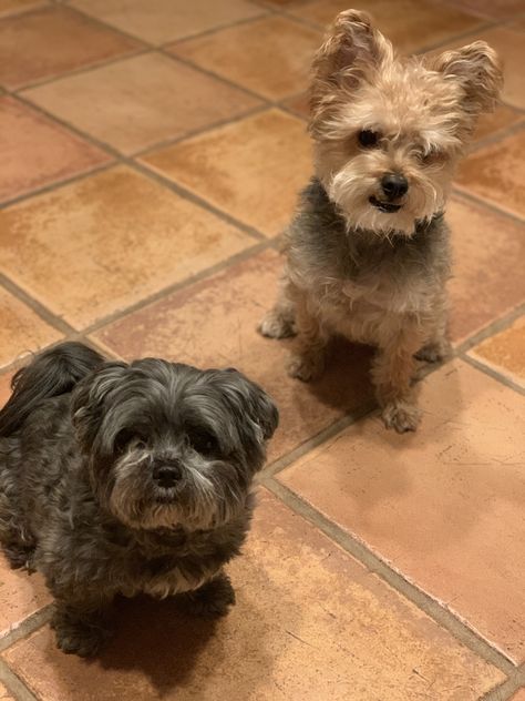 Our two dogs are both yorkie mutts. Clarkson, the gray one on the left, is a maltese/shih tzu/ yorkie mix and max on the right is a yorkie poodle mix #yorkie #puppy #dogs #yorkiepoo #morkie Maltese And Yorkie Mix Puppy, Yorkie Poodle, Poddle, Maltese Shih Tzu, Yorkie Mix, Cutest Dogs, Shih Tzu Mix, Yorkie Poo, Max On