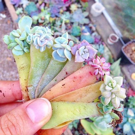 Dirty Nails, Living Stone Plant, Rainbow Succulent, Succulent Landscape Design, Stone Plant, Succulent Bonsai, نباتات منزلية, Succulent Landscaping, Succulent Garden Diy