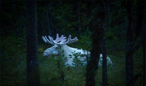 Hard to hide with this coat. Albino Moose, King Of The Forest, Moose Pictures, White Moose, I Have No Words, Albino Animals, Wild Creatures, Large Animals, Pics Art