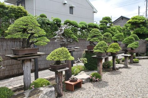 Japan Satsuki Bonsai Tour– Part 2 – Valavanis Bonsai Blog Tree Names, Wild Tree, Japanese Bonsai Tree, Ideas For Backyard, Japanese Garden Landscape, Bonsai Tree Types, Bonsai Tree Care, Zen Garden Design, Tropical Garden Design