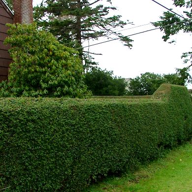 74b5db8d0de6a80bbc46c18bd3376dfe Living Fences, Holly Hedge, Boundary Setting, Coastal Entryway, Coastal Landscaping, Evergreen Hedge, Fence Planters, Coastal Architecture, Green Fence