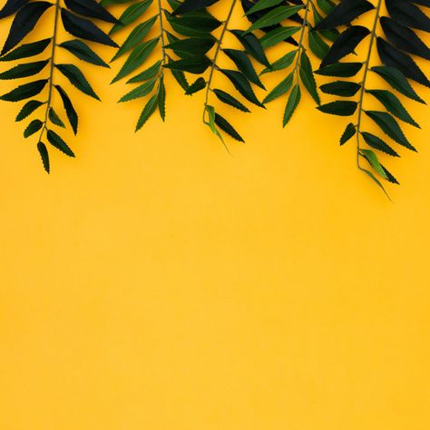 Flat lay tropical palm leaves on yellow copy space background. summer concept Free Photo On Leave, Background Summer, Tropical Background, Background Flower, Tropical Palm Leaves, Space Background, 강아지 그림, Background Design Vector, Space Backgrounds