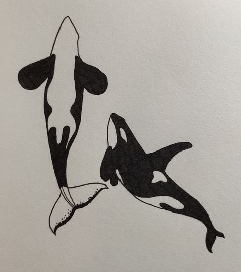 Orca Ink Drawing, Simple Orca Drawing, Orca Aesthetic Art, Aesthetic Whale Drawing, Orca From Above, Orca Tattoo Back, Orca Drawing Realistic, Orcas Drawings, Orca Drawing Pencil