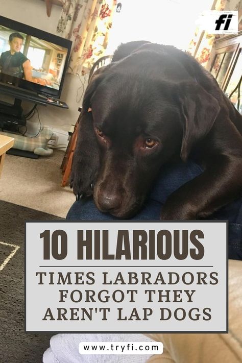 Labradors are known for their friendly nature, boundless energy, and, most amusingly, their forgetfulness that they are, in fact, not tiny lap dogs. Despite their size, these gentle giants often think they’re as petite as Chihuahuas, leading to some hilariously adorable moments. Here are 10 times Labradors proved they're the most lovably clueless breed when it comes to understanding their own size.#LabradorRetriever #FunnyDogMoments #BigDogsBehavingSmall #LabradorMemes Dogs Labrador, Dog Bread, Labrador Funny, Cuddling On The Couch, Dog Stories, Dog Facts, Lap Dogs, Gentle Giant, Canine Companions