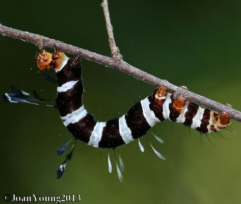 Dice Moth Larvae (Rhanidophora ridens) Moth Larvae, Fish Rocks, Arthropods, Pretty Animals, Arachnids, Marine Animals, Caterpillar, Art Classes, Color Inspiration