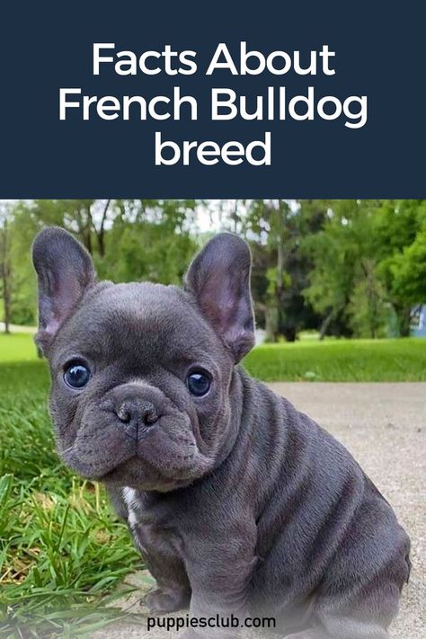 french-bulldogs Blue Frenchie Puppy, Frenchy Puppy, French Bulldog Colors, Fluffy French Bulldog, French Bulldog Information, French Dog Breeds, Frenchies Puppies, Female French Bulldog, French Bulldog Prices