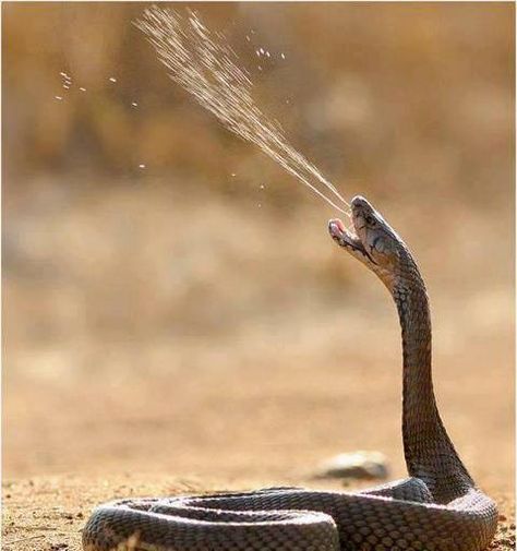 Cobra shooting venom Poisonous Snakes, Snake Venom, Reptile Snakes, Beautiful Snakes, Reptiles And Amphibians, A Snake, Animal Planet, Animal Photo, Nature Animals