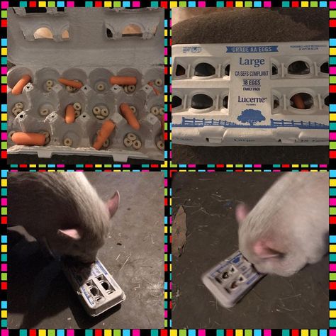 A fun, one time use enrichment toy! It was so much fun but it took me a while to open it so I just punched a hole in the top 😏 #kevindaman… Mini Pig Toys, Toys For Pigs, Pig Enrichment Ideas, Mini Potbelly Pigs, Mini Pig Care, Pig Enrichment, Mini Pig Pet, Potbelly Pigs, Kune Kune Pigs