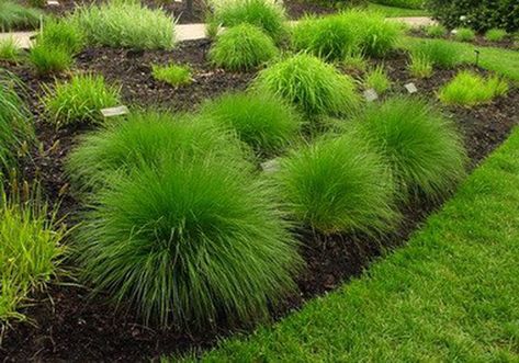 Ornamental Grass Landscape, Grass Landscape, Lawn Alternatives, Hgtv Garden, Lawn Design, Ornamental Grass, Grasses Landscaping, Grasses Garden, Low Maintenance Landscaping