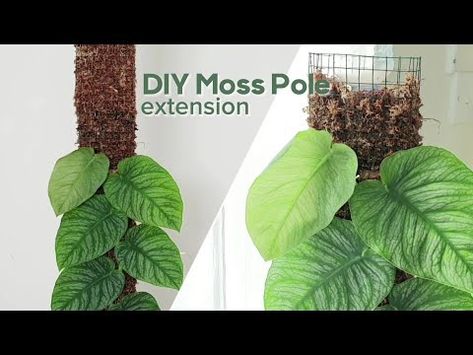 (54) DIY Moss Pole Extension for Monstera Dubia - YouTube Diy Moss Pole Monstera, Diy Moss Pole, Monstera Dubia, Diy Moss, Moss Pole, Botany, The Creator, Plants