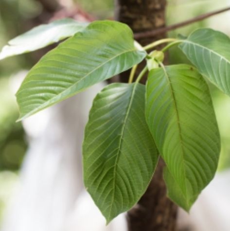 What is Mitragyna Speciosa and Why Is It So Controversial - Baltimore Post-ExaminerBaltimore Post-Examiner Clinical Trials Study, Mitragyna Speciosa, Natural Pain Relievers, Tropical Countries, Integrative Health, Withdrawal Symptoms, Herbal Supplements, Medical Conditions, Plant Leaves