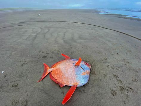 Depoe Bay, Rare Fish, Southern Oregon Coast, Rockaway Beach, Cool Fish, The Aquarium, Southern Oregon, Cannon Beach, California Beach