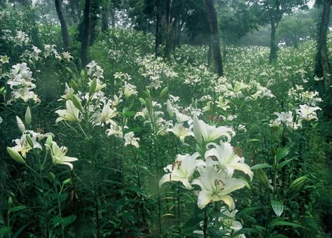 Lily Wallpaper, Field Of Flowers, Nothing But Flowers, Flower Therapy, White Lilies, Pretty Plants, Forest Landscape, Lily Flower, Nature Aesthetic