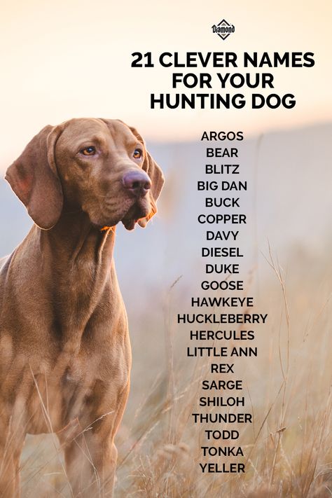 Looking for a unique and fitting name for your hunting dog? Here are some dog name ideas for your new hunting dog! #HuntingDog #PetNames #BoyNames #GirlNames #HoundDog #DogNames Farm Dog Names, Western Dog Names, Country Dog Names, Hunting Dog Names, Dog Name Ideas, Granby Colorado, Cute Animal Names, Western Names, Dog Names Unique