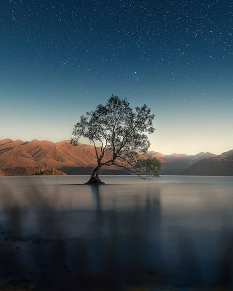 Lone Wanaka Tree in New Zealand | Today's Image | EarthSky Wanaka Tree, Desert Trees, Famous Trees, Today Images, South Iceland, Lone Tree, Easter Island, Computer Graphics, Draw On Photos