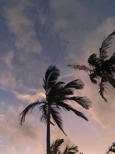 Windy palm trees in Australia #background #aesthetic #palmtrees #australia Australia Background, Aesthetic Australia, Background Aesthetic, Art Portfolio, Dark Aesthetic, Palm Trees, Trees, Portfolio, Australia