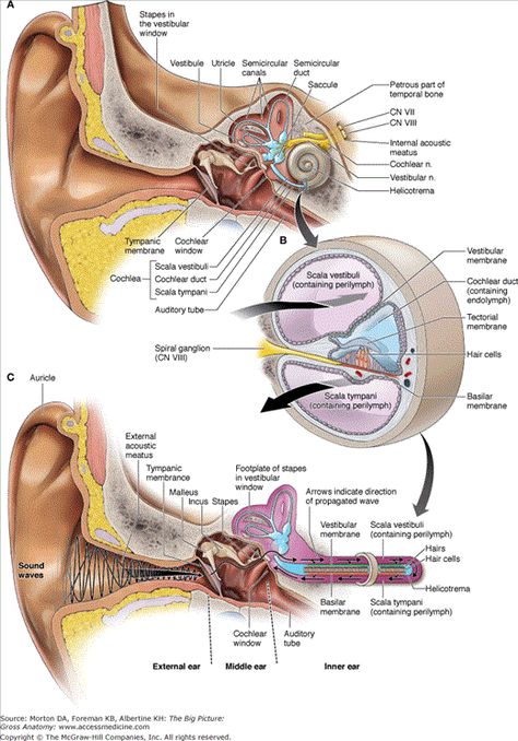 A. Coronal section of the internal ear. B. Cross-section of the cochlea. C. Pathway for the transmission of sound. Swimmers Ear Remedy, Ear Diagram, Anatomy Head, Ear Anatomy, Gross Anatomy, Basic Anatomy And Physiology, Brain Anatomy, Medicine Student, Muscle Anatomy