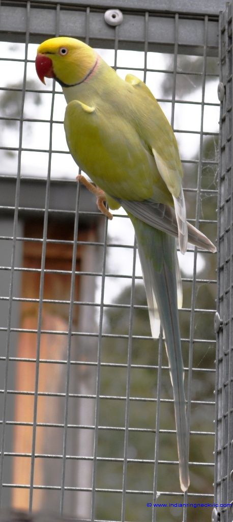 ♡♡♡ Yellow Ringneck, Indian Ring Neck Parrot, Macaw Cage, Golden Shouldered Parrot, Ringneck Parrot, Budgies Parrot, Parakeet Care, Love Birds Pet, Parrot Pet Aesthetic